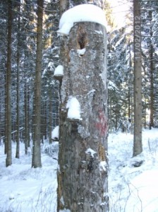 Kreuzberg - Loipe / hier war der Specht aktiv